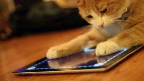 Как да научим котка да играе ipad